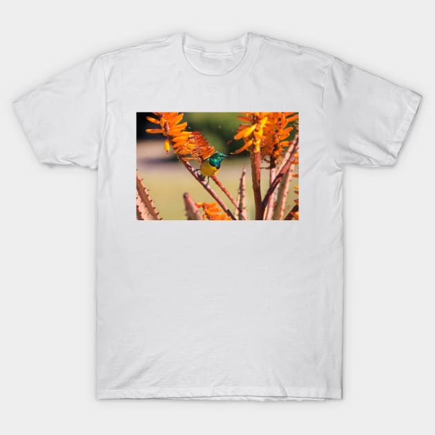 Collared Sunbird with Orange Flowers, South Africa T-Shirt by SafariByMarisa